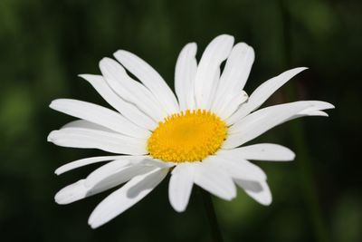 Close-up of white daisy