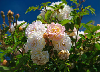 Close-up of white flowers blooming outdoors