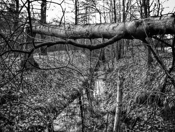 Low angle view of bare trees