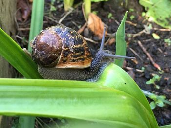 Close-up of snail on leaf