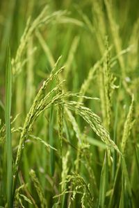 Close-up of wheat growing on field