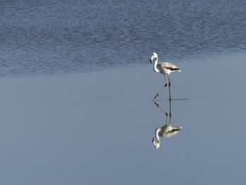 Bird flying over white background