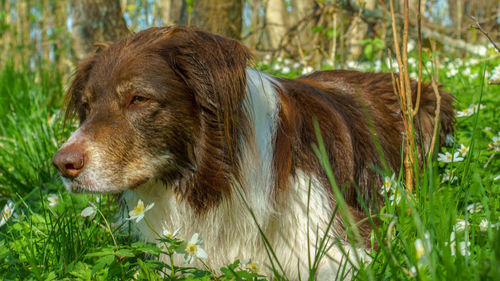 Close-up of a dog looking away