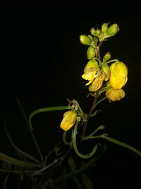 Close-up of yellow flowering plant against black background