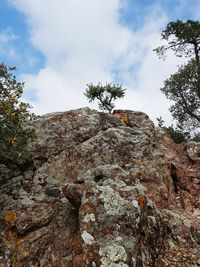 Low angle view of tree against sky