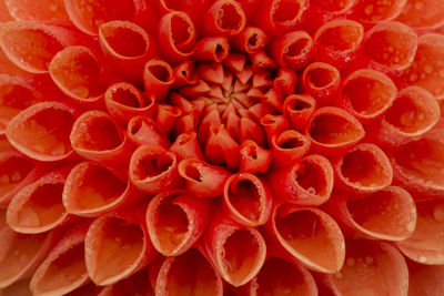 Full frame shot of red flower