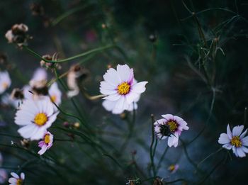 Close-up of fresh cosmos flowers blooming outdoors