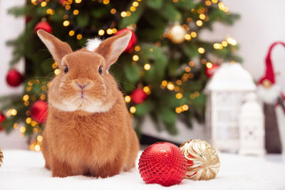Close-up of rabbit on table