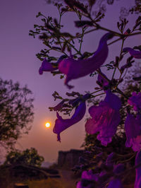 Close-up of pink flowering plant against sky during sunset