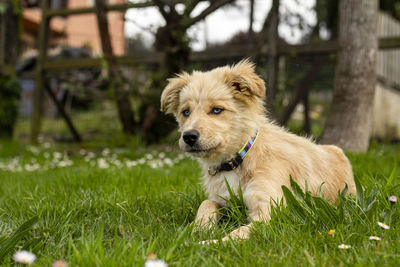 Mixed breed dog puppy with border collie with blue eyes