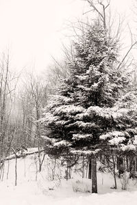 Scenic view of snow covered field