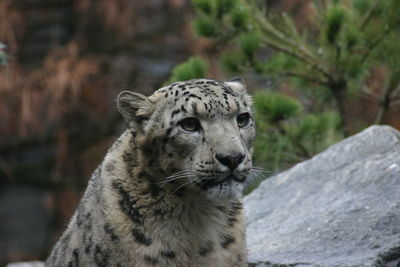 Portrait of a cat looking away