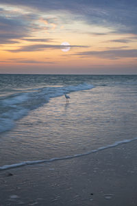 Scenic view of sea during sunset