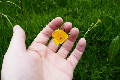 Close-up of cropped hand holding flower in field