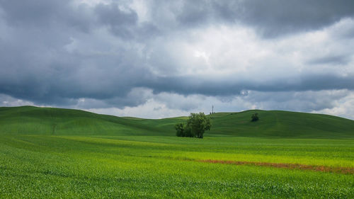 Scenic view of agricultural field against sky