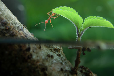 Close-up of insect on plant