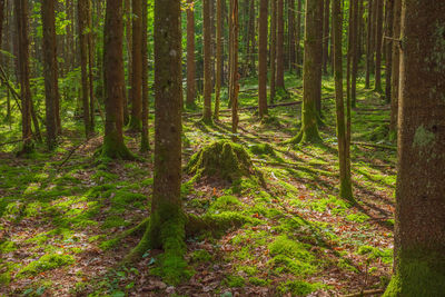 View of trees in forest