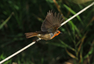 Close-up of a bird flying