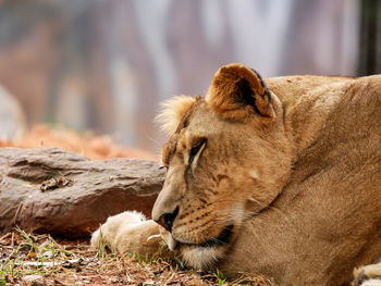 Close-up of lioness relaxing outdoors