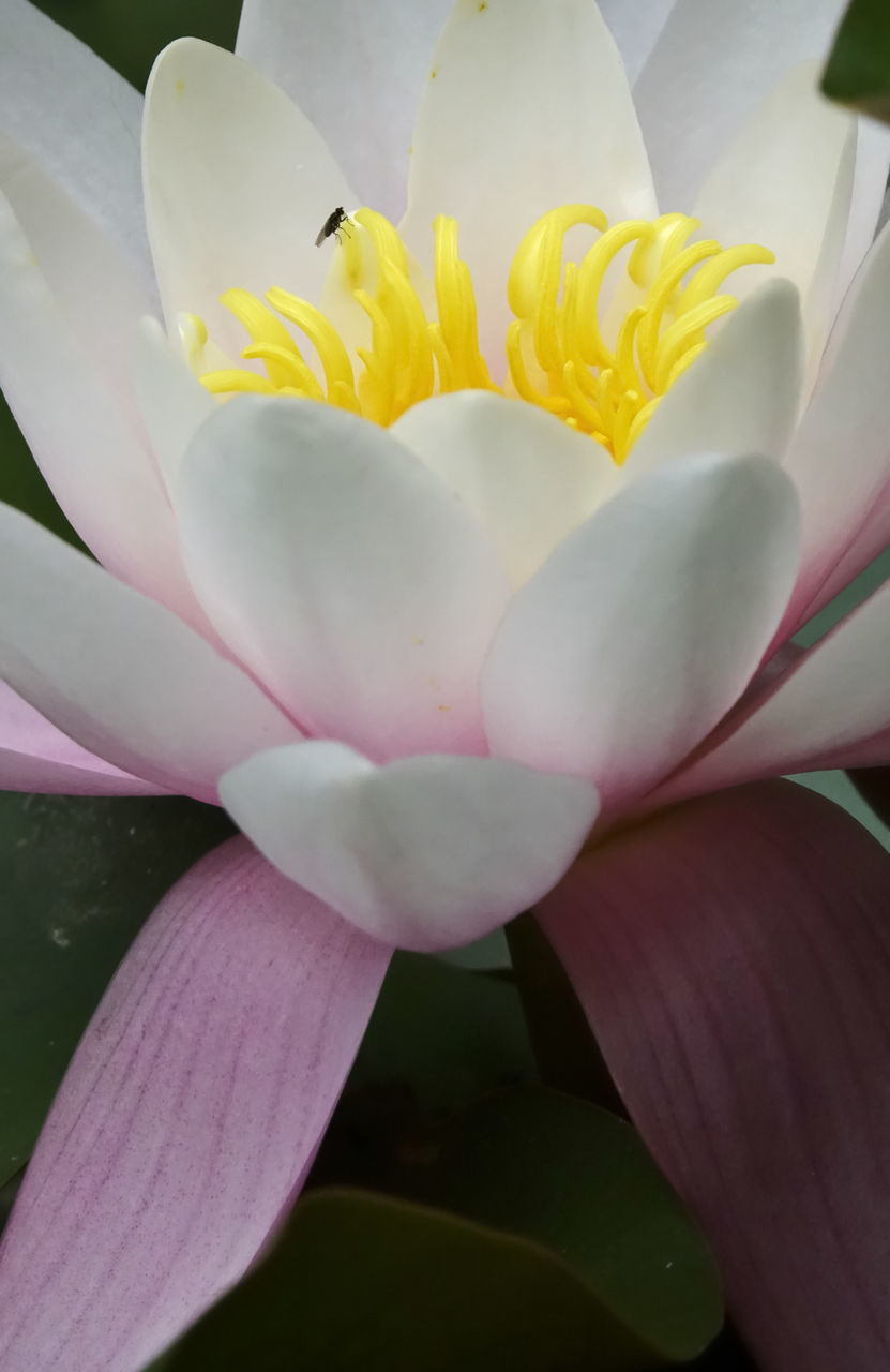 CLOSE-UP OF FRESH PINK FLOWER WITH WHITE PETALS