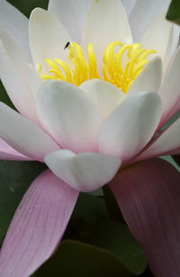 Close-up of fresh pink flower