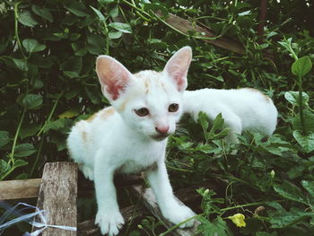 Portrait of cat sitting on grass