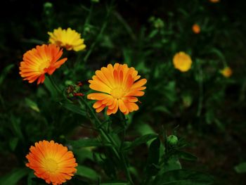 High angle view of orange flowers blooming in park