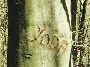 Close-up of text on tree trunk