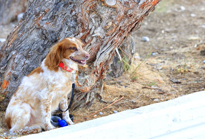 Dog sitting on tree trunk