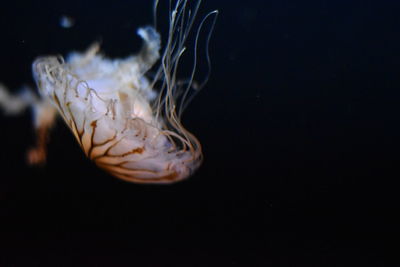 Close-up of over black background