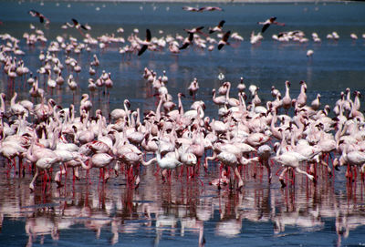 Flock of birds flying over lake