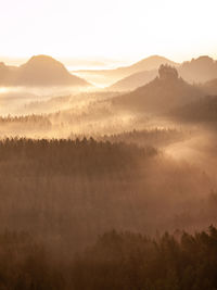 Gentle pink fall season fog cover dreamy landscape.