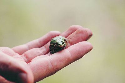 Close-up of cropped hand holding finger