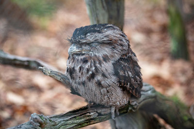 Close-up of owl perching on wood