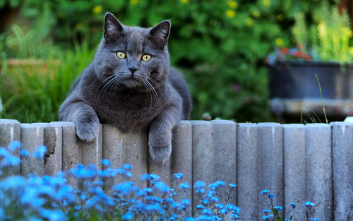 Portrait of a cat looking away