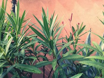 Palm trees growing against sky