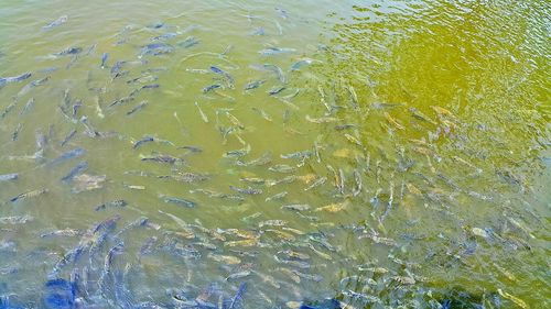 High angle view of fish in water