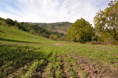 Scenic view of agricultural field against sky