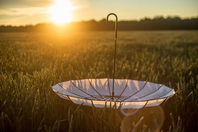 Sun shining through trees on field