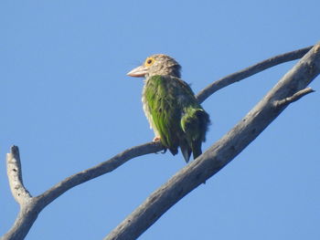 Bird perching on a tree