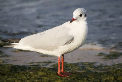 Seagull perching on a sea