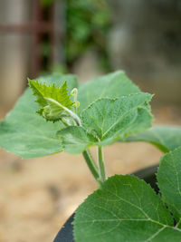 Close-up of green leaves