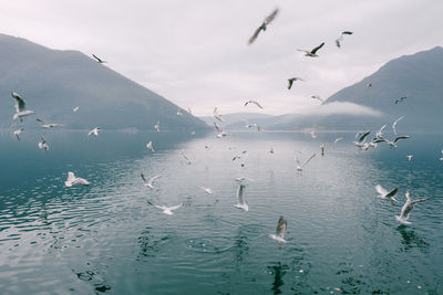 Seagulls flying over sea against sky