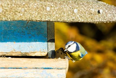 Close-up of bird