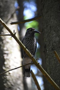 Close-up of bird perching on branch