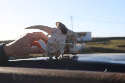 Close-up of hand holding dog against clear sky