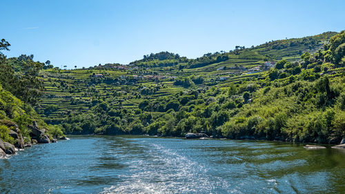 Scenic view of river amidst trees against clear sky