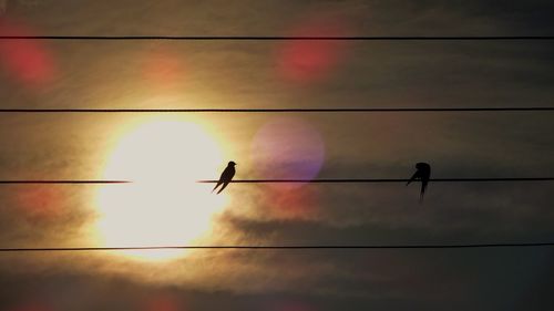 Low angle view of silhouette birds flying against sky during sunset