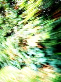 Blurred motion of trees in forest