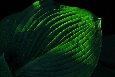 Close-up of leaf against black background